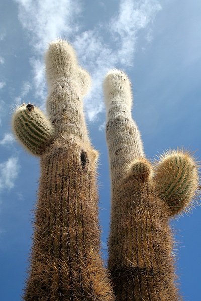 Rafal i Beatka_super-54.JPG - Tysiącletnie, kilkudziesięciometrowe kaktusy na Isla del Pescado. (Zdjęcie: Beatka i Rafał)